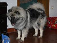 Wolfsspitzh�ndin Amalie